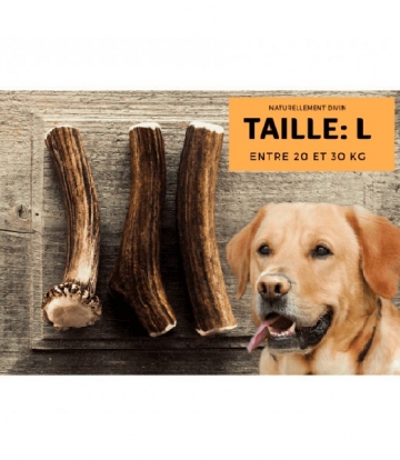 Bois de cerf entier taille L